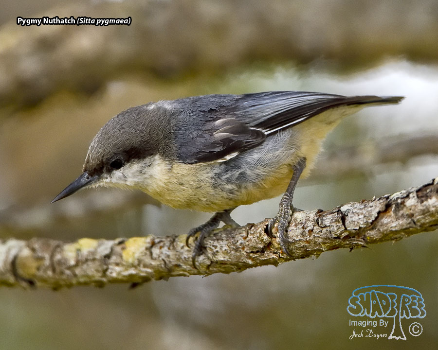 Pygmy Nuthatch - Sitta pygmaea