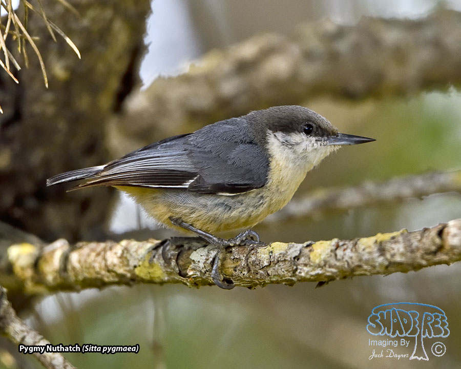 Pygmy Nuthatch - Sitta pygmaea