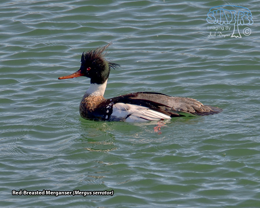 Red-Breasted Merganser - Mergus serrator