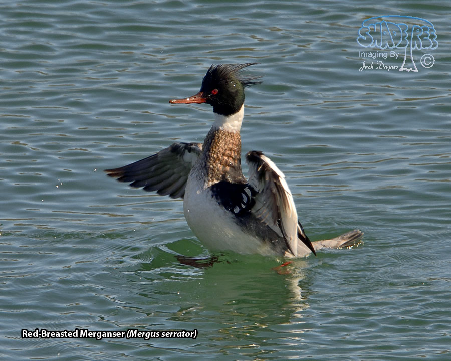 Red-Breasted Merganser - Mergus serrator