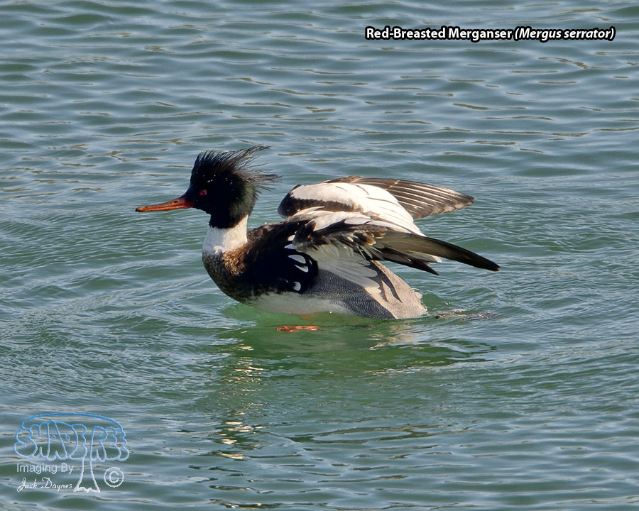 Red-Breasted Merganser - Mergus serrator