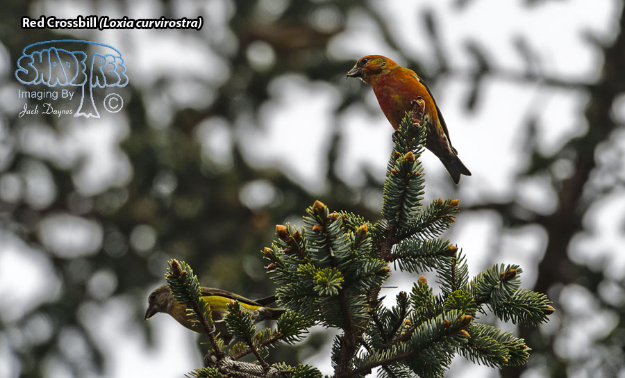 Red Crossbill - Loxia curvirostra