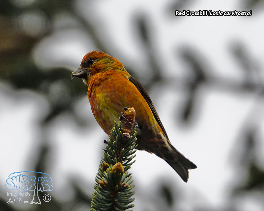Red Crossbill - Loxia curvirostra