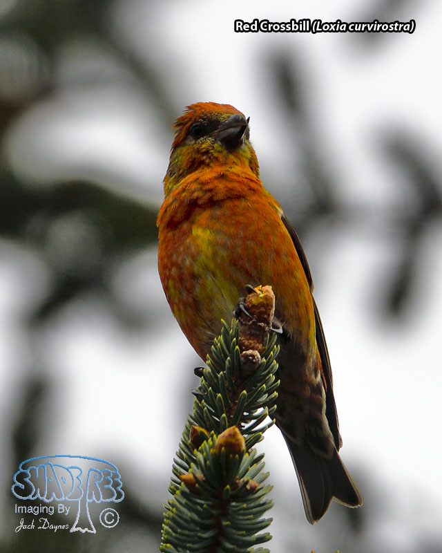 Red Crossbill - Loxia curvirostra