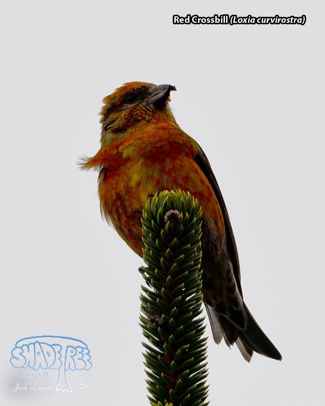Red Crossbill - Loxia curvirostra