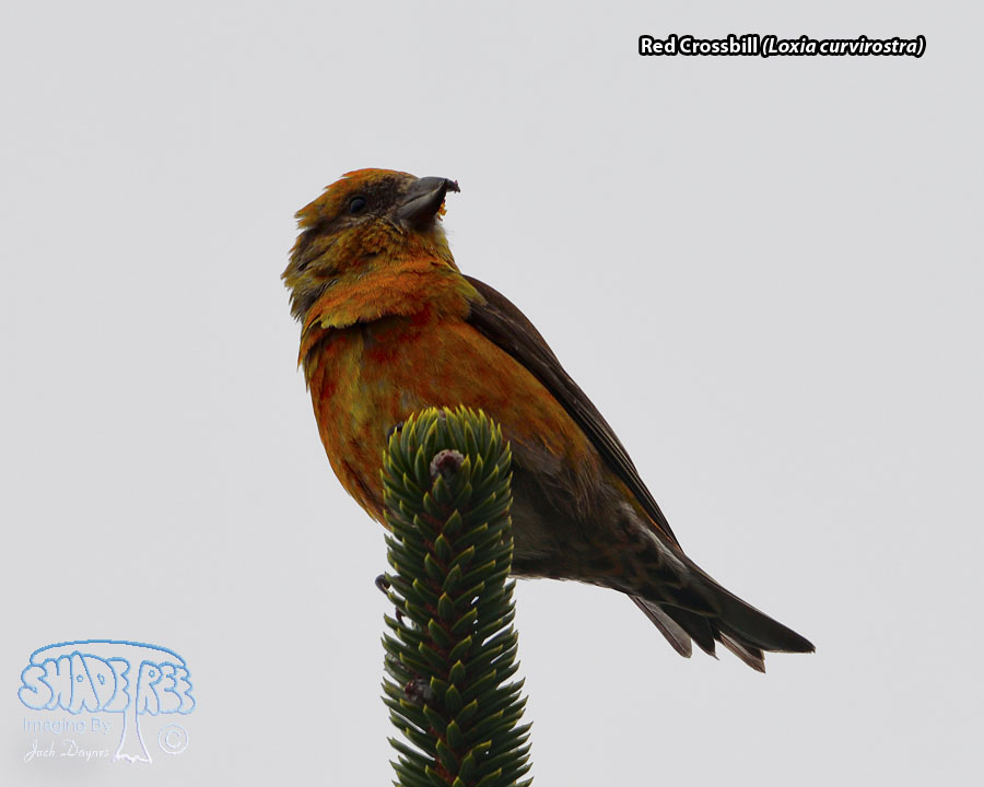 Red Crossbill - Loxia curvirostra