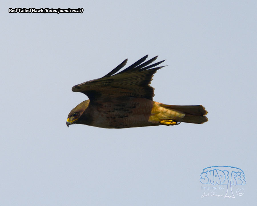 Red-Tailed Hawk - Buteo jamaicensis