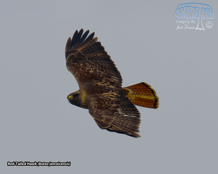 Red-Tailed Hawk - Buteo jamaicensis