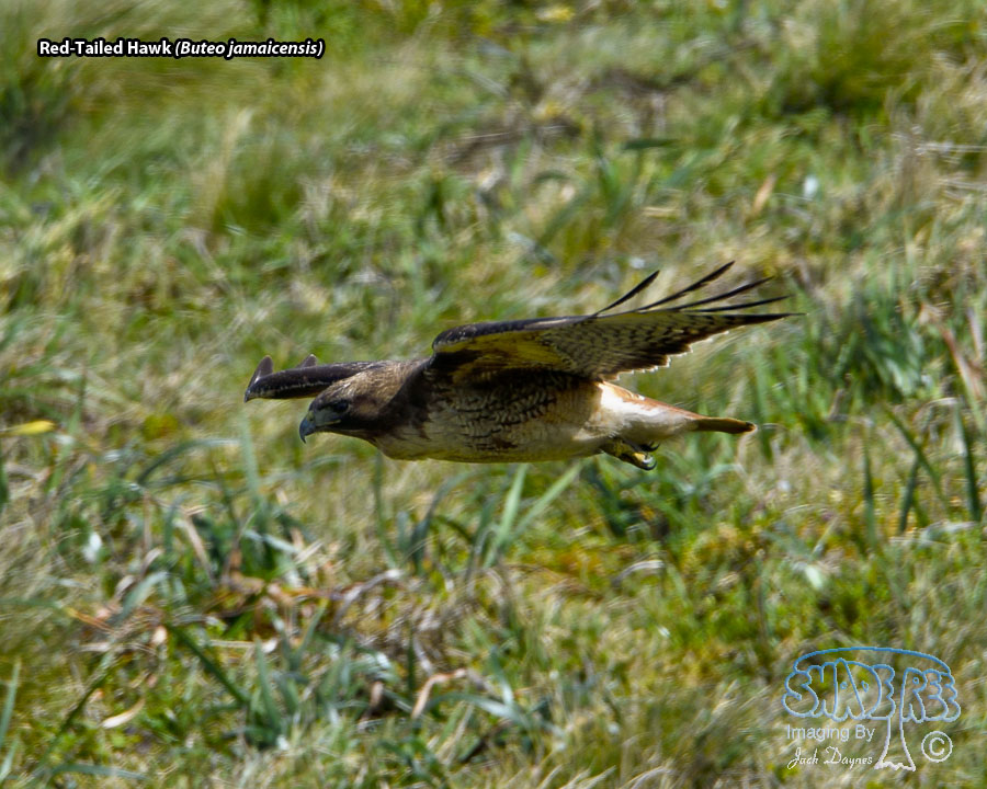 Red-Tailed Hawk - Buteo jamaicensis