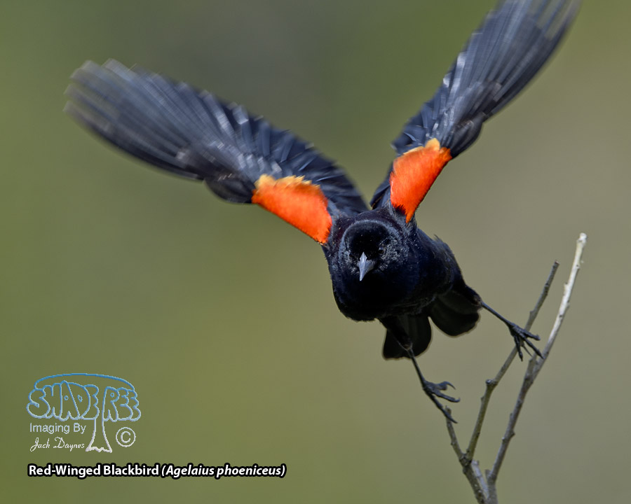 Red-Winged Blackbird - Agelaius phoeniceus