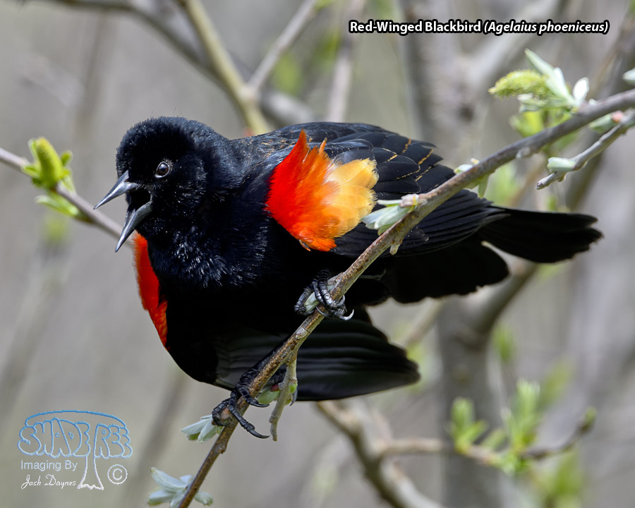 Red-Winged Blackbird - Agelaius phoeniceus