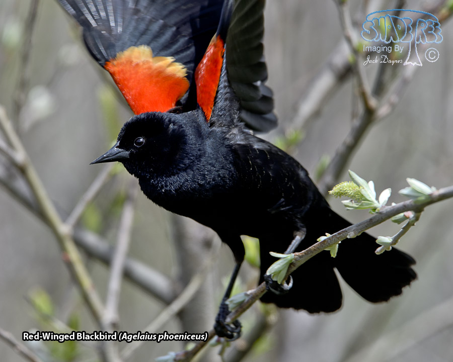 Red-Winged Blackbird - Agelaius phoeniceus
