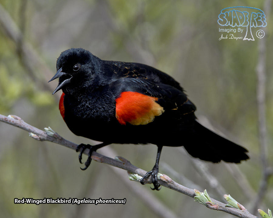 Red-Winged Blackbird - Agelaius phoeniceus
