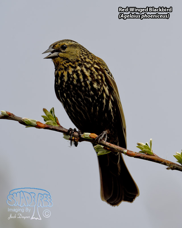 Red-Winged Blackbird - Agelaius phoeniceus