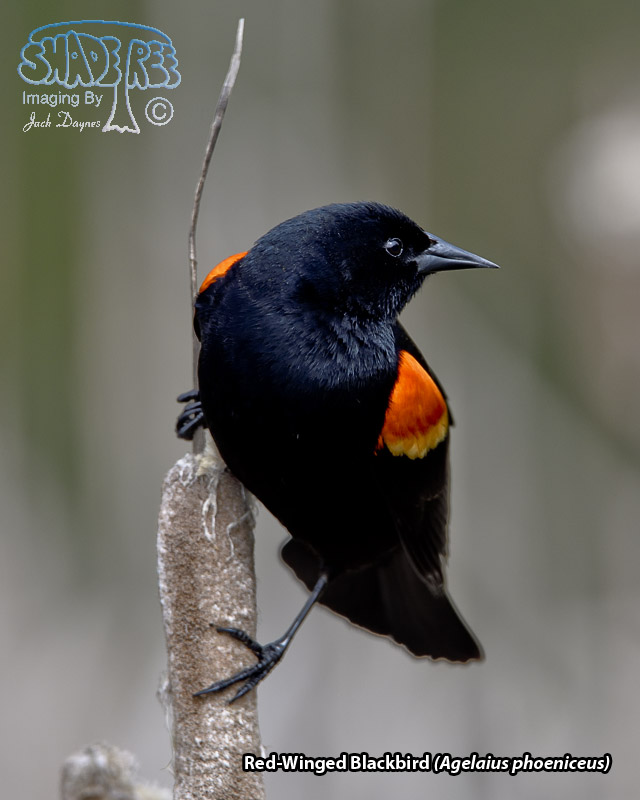 Red-Winged Blackbird - Agelaius phoeniceus