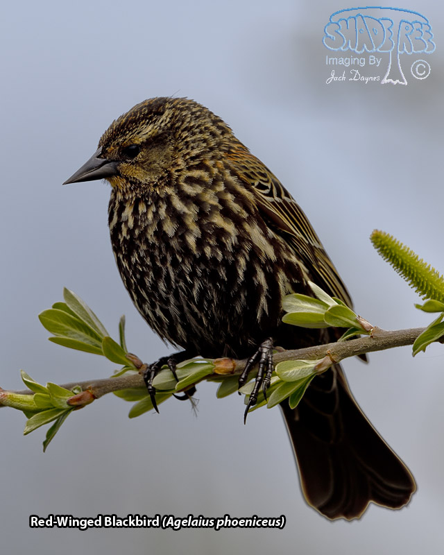 Red-Winged Blackbird - Agelaius phoeniceus