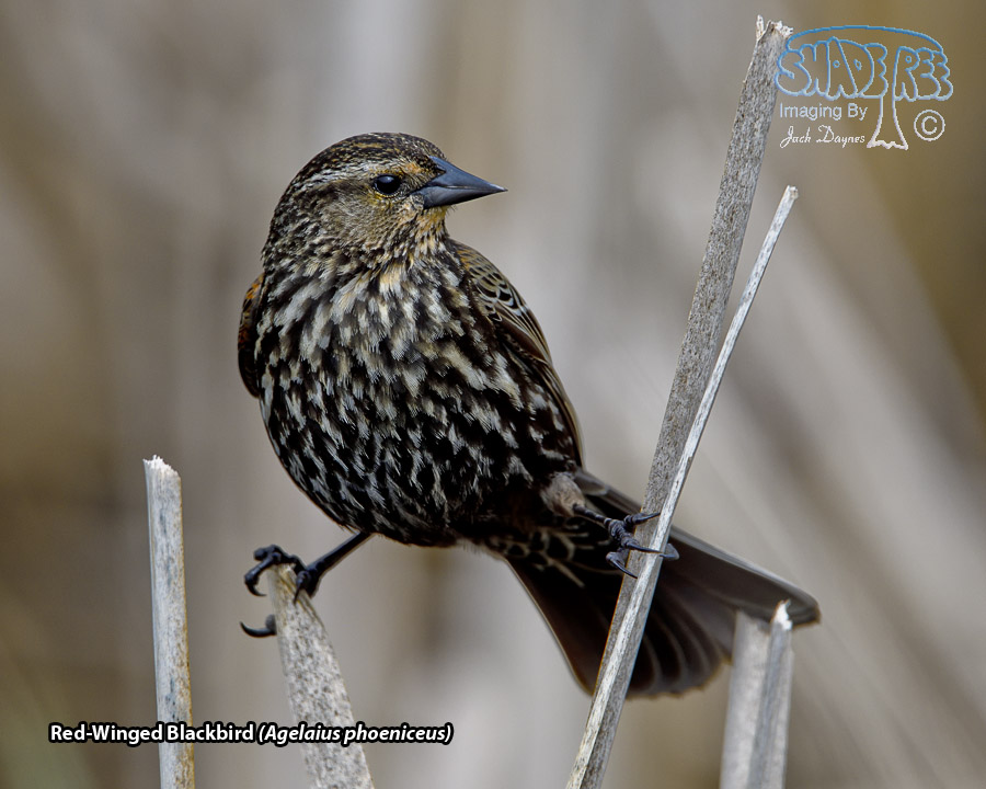 Red-Winged Blackbird - Agelaius phoeniceus