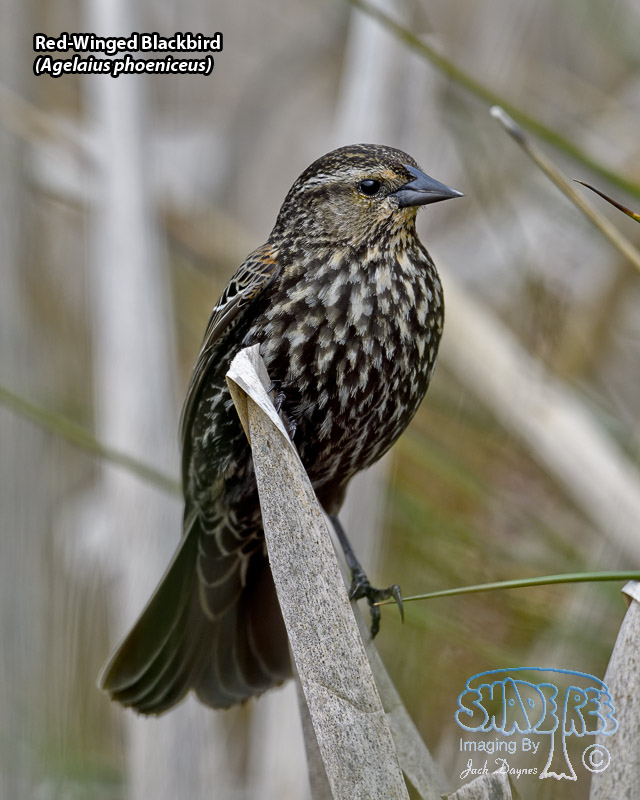 Red-Winged Blackbird - Agelaius phoeniceus