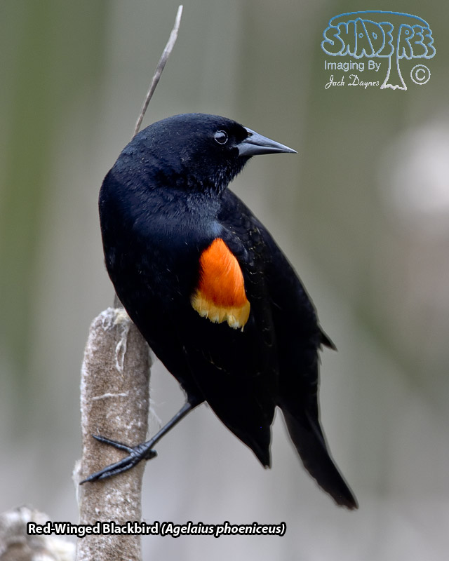 Red-Winged Blackbird - Agelaius phoeniceus