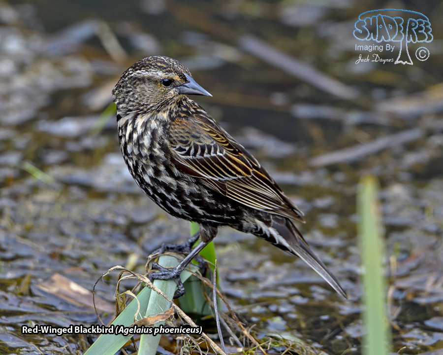 Red-Winged Blackbird - Agelaius phoeniceus