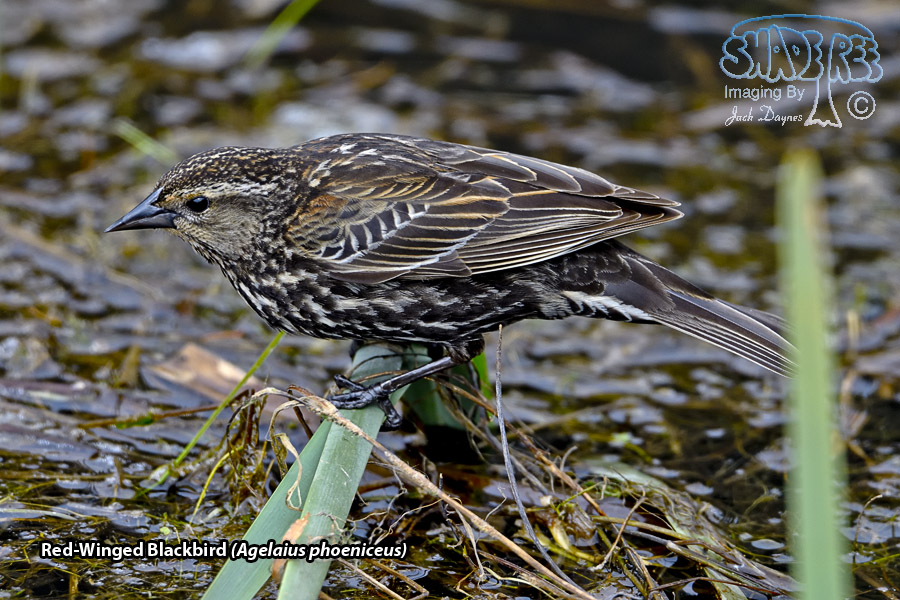Red-Winged Blackbird - Agelaius phoeniceus