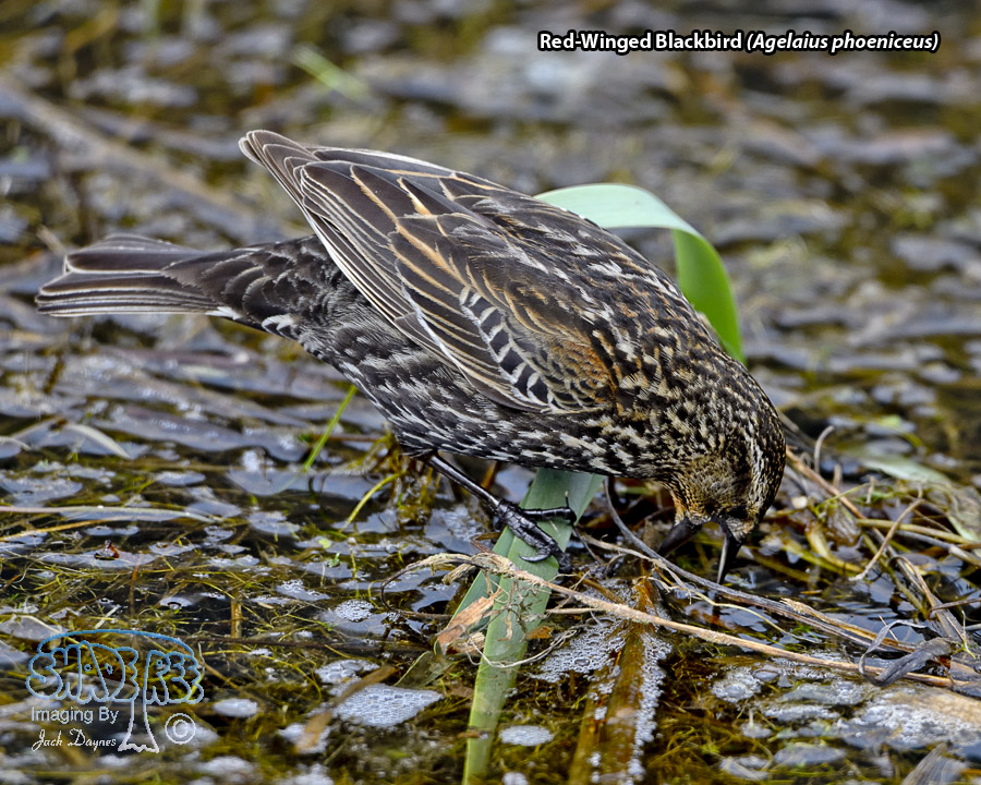 Red-Winged Blackbird - Agelaius phoeniceus
