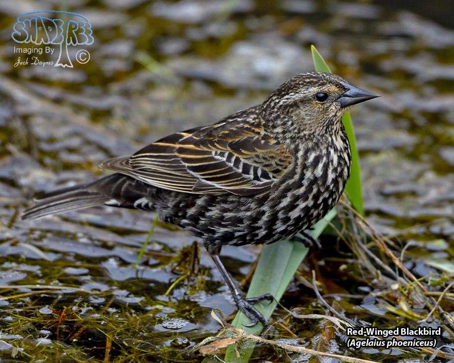 Red-Winged Blackbird - Agelaius phoeniceus