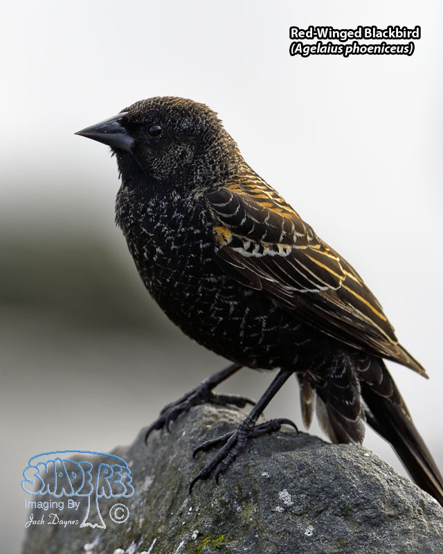 Red-Winged Blackbird - Agelaius phoeniceus