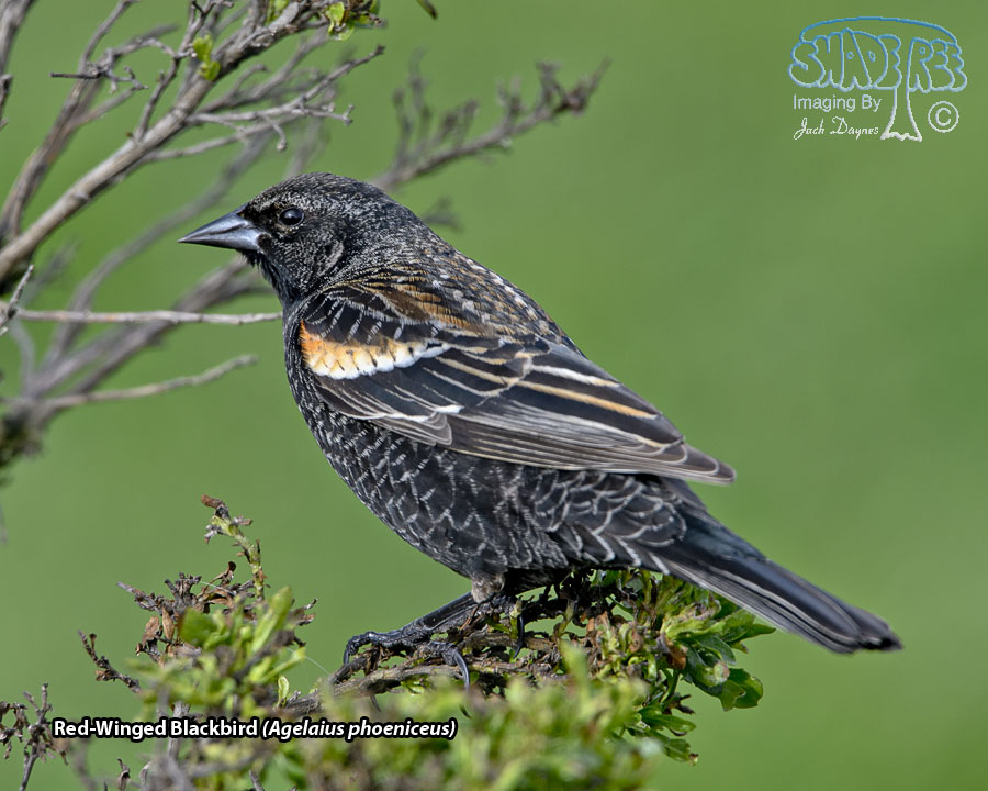 Red-Winged Blackbird - Agelaius phoeniceus