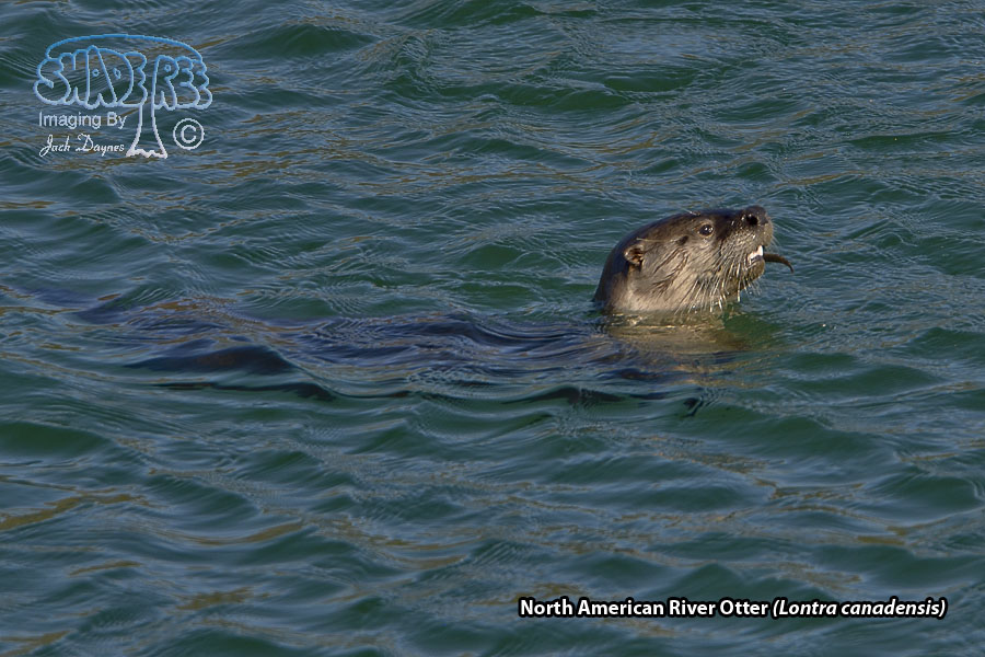 North American River Otter - Lontra canadensis