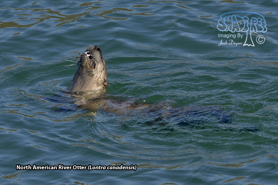 North American River Otter - Lontra canadensis
