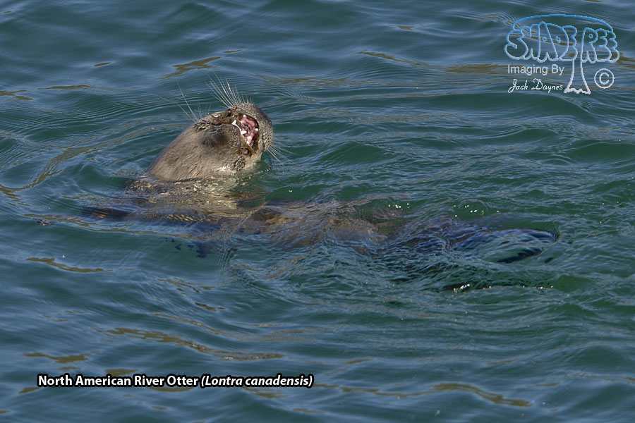 North American River Otter - Lontra canadensis