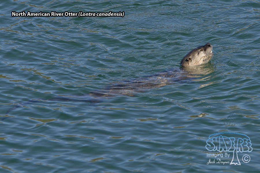 North American River Otter - Lontra canadensis