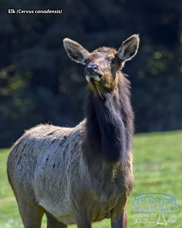 Elk - Cervus canadensis