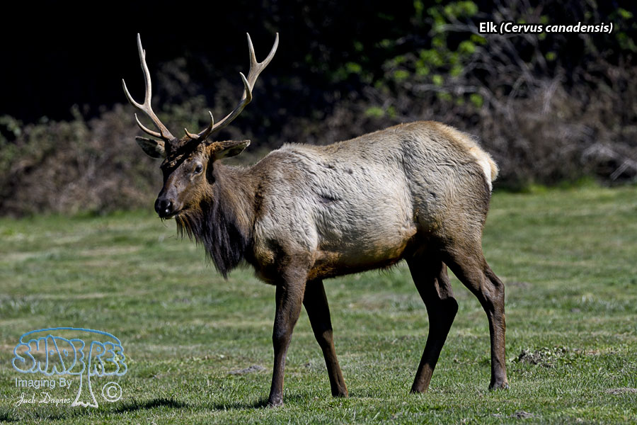 Elk - Cervus canadensis