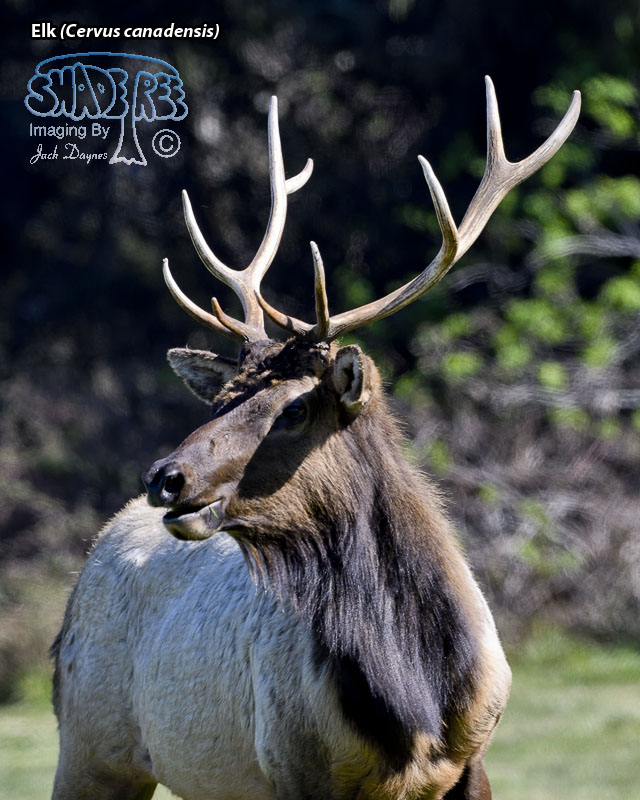 Elk - Cervus canadensis