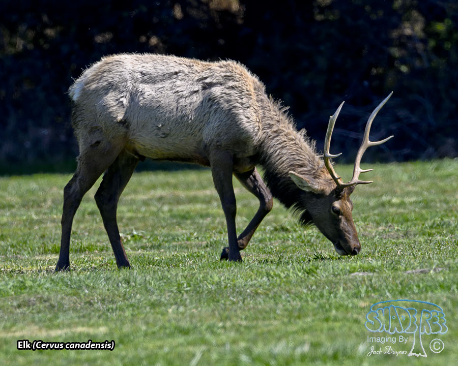 Elk - Cervus canadensis