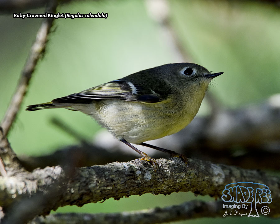 Ruby-Crowned Kinglet - Regulus calendula