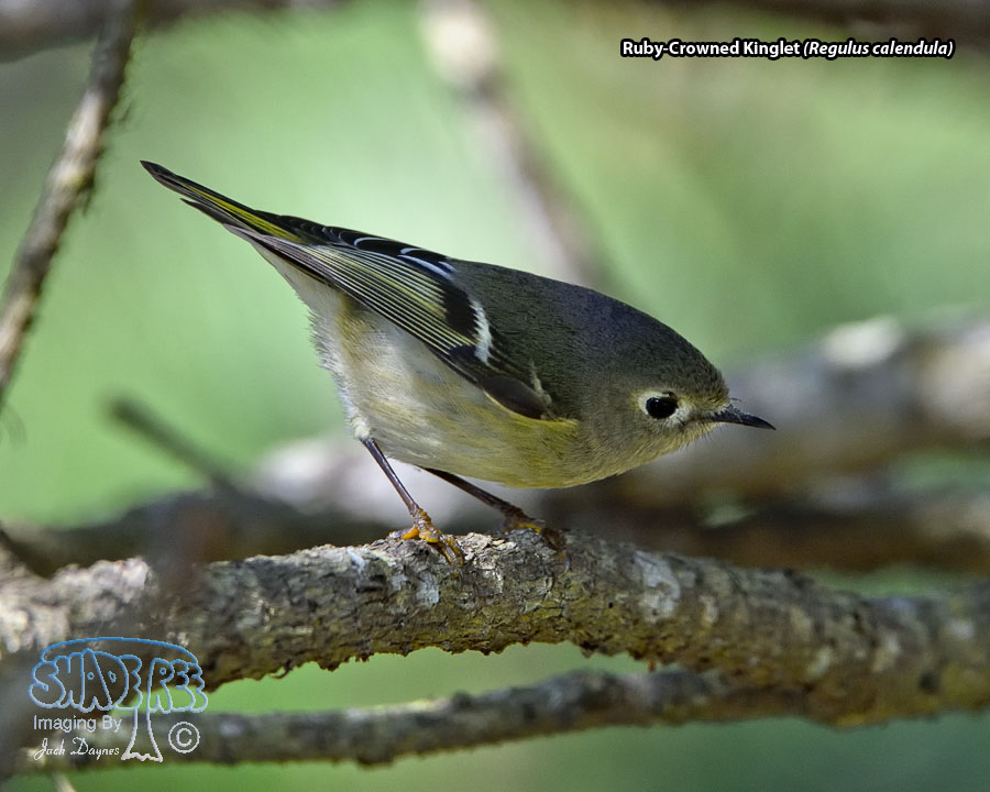 Ruby-Crowned Kinglet - Regulus calendula