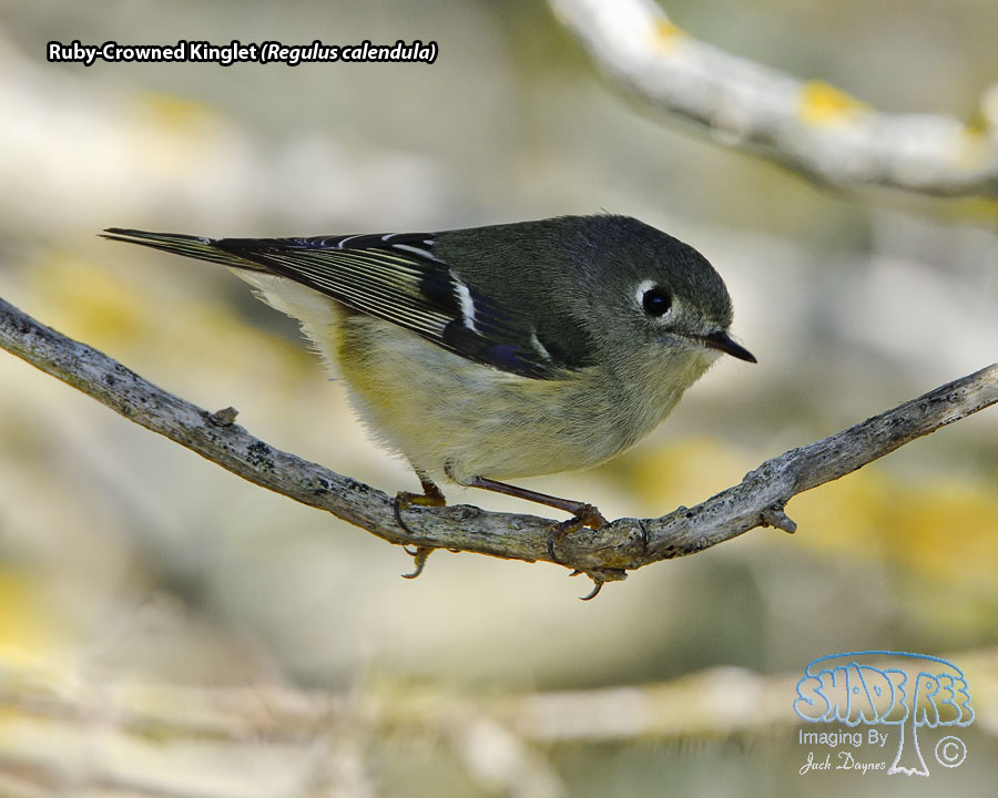 Ruby-Crowned Kinglet - Regulus calendula
