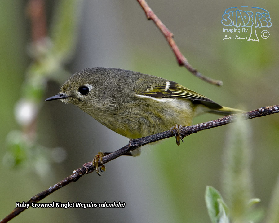 Ruby-Crowned Kinglet - Regulus calendula