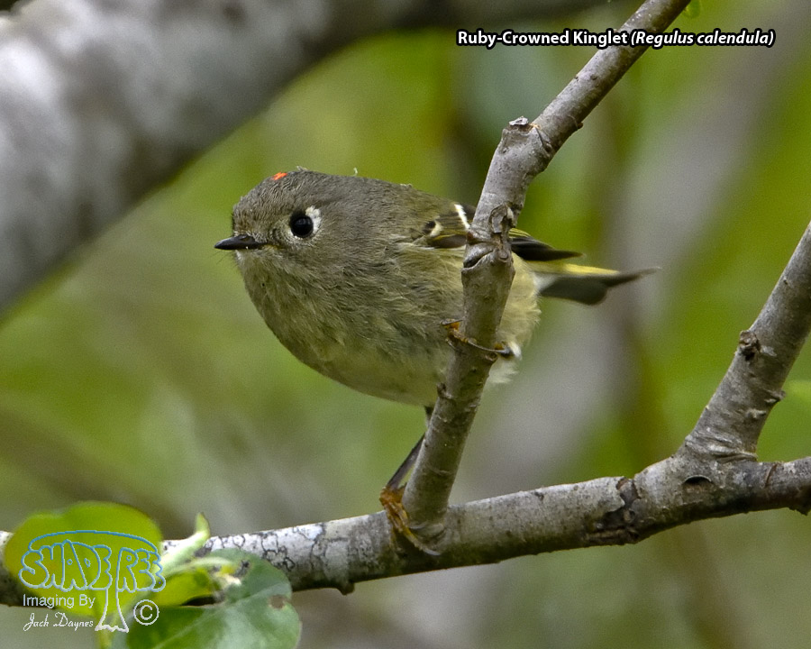 Ruby-Crowned Kinglet - Regulus calendula