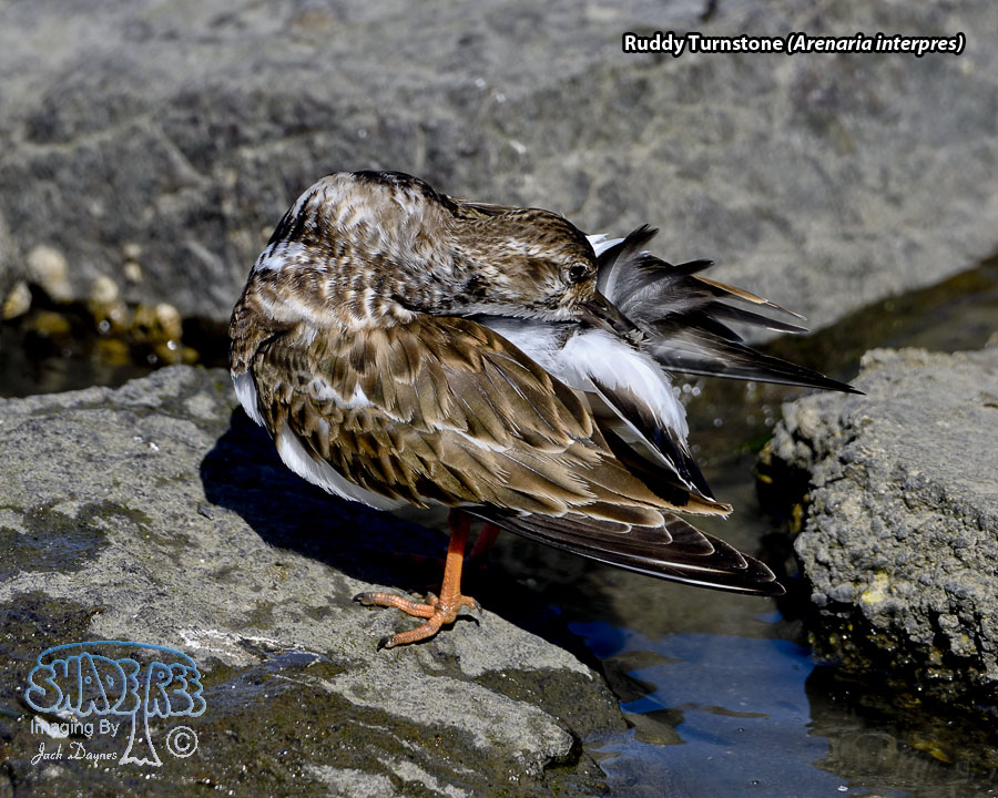 Ruddy Turnstone - Arenaria interpres