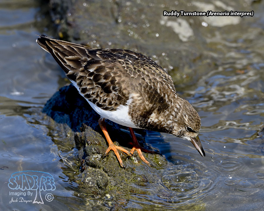 Ruddy Turnstone - Arenaria interpres