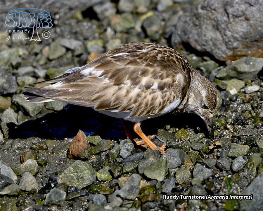 Ruddy Turnstone - Arenaria interpres