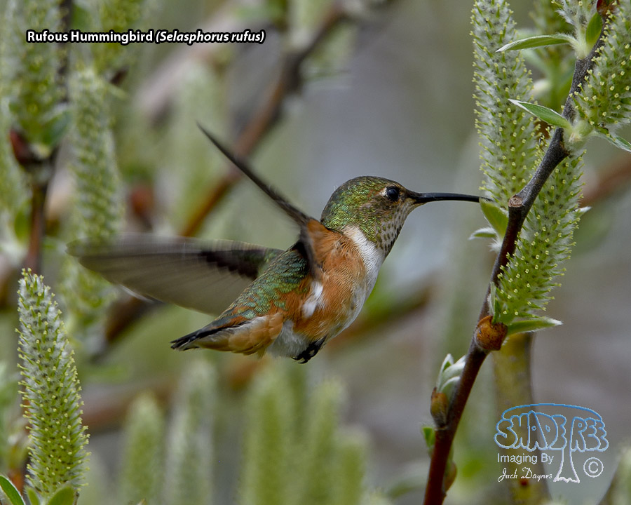 Rufous Hummingbird - Selasphorus rufus