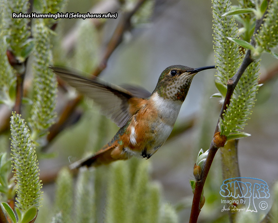 Rufous Hummingbird - Selasphorus rufus
