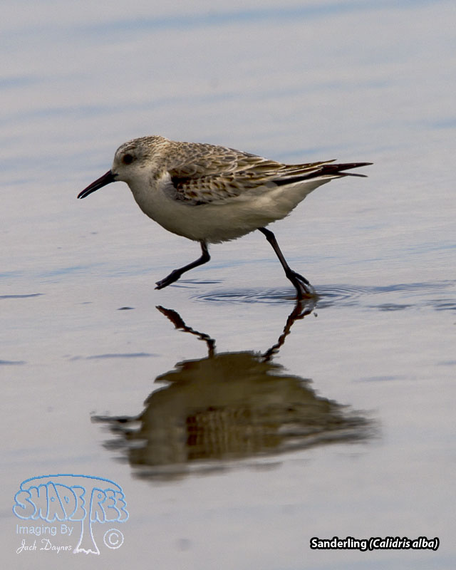 Sanderling - Calidris alba