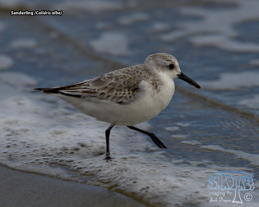 Sanderling - Calidris alba