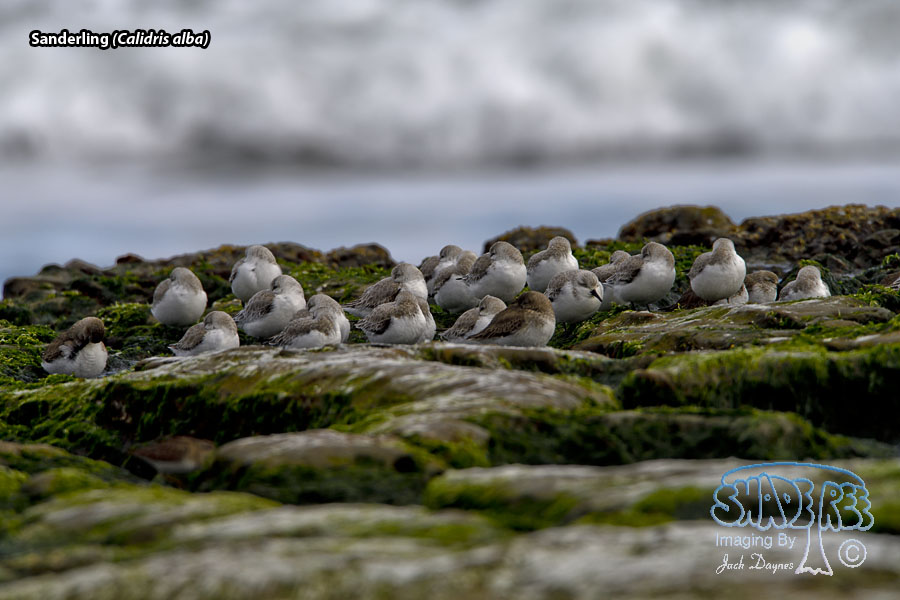 Sanderling - Calidris alba